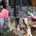 Australie: un immense merci pour votre soutien!