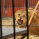 Lionesses and lions in the grip of an unlawful wren.