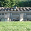 In Mézilles, dog breeding and the State pair up against dogs