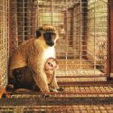 In response to Aymeric Caron and One Voice, Air France communicates the date on which it will stop transporting primates for animal experimentation