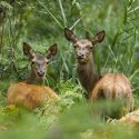 Alarme et larmes en Sologne
