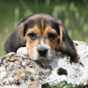 Animal experimentation on dogs: mobilisation for beagles!