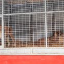 Le tout pour le tout pour sauver les lionnes, compagnes de Jon !