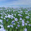 Linaé : des soins naturels labellisés One Voice