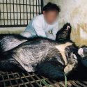 La bile d’ours : la fin d’une torture séculaire au Vietnam