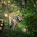 Le 15 mai 2021, One Voice met les loups à l’honneur dans une quinzaine de départements