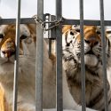 « Interview » du dresseur des dix tigres dans le camion !