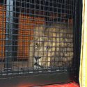 Help us get a lion called Sultan out of his prison!