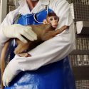 In the United States, animal testing laboratories will finance alternative methods