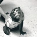 Animal experiments: the figures of shame