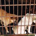 In Yulin, veterinarians discover that dogs are not just objects