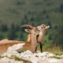 The ibex of Bargy: slaughtered for cheese?