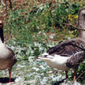 The Zoe Cell mobilised for beaten geese, also in court for Copain the cat