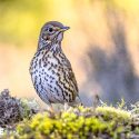 Hunting birds by crushing them under a stone: is it the end for stone traps?