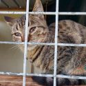 Pound staff get their hands on stray cats… A One Voice investigation