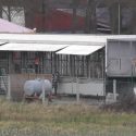 New investigation at Parc Saint Léger where cats are visible from the road