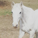 Connemara, a mare victim “collateral damage” from the hunt