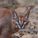 One Voice is defending a caracal, a victim of wild animal trafficking