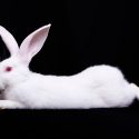 Live rabbits still used as a teaching aid