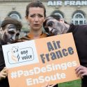 One Voice and its partners are getting Air France to stop transporting primates for animal testing!