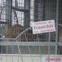 At the Nouveau Cirque Triomphe, lions breed instead of being sent to a sanctuary…