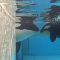 Ula, the Jewel of the Sea caged