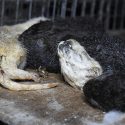 L’agonie des visons dans un élevage d’Eure-et-Loir