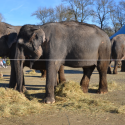 Enough is enough! Elephants must be saved from the hell of circuses!