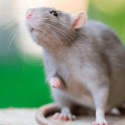 An outcry for the rats: Paris may be eternal but Paris is cruel!