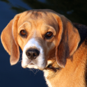 Our companion’s dogs and cats tortured in laboratories!