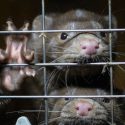 End the cruel and deadly fur trade, before it causes the next pandemic