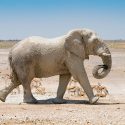 The example of Ajaccio and Bastia for circus animals
