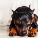 The martyrdom of Nikita, a young pinscher dragged along the tarmac