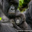 Democratic Republic of the Congo: mountain gorillas are in danger!