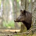 When they discover what hunting really is, the French reject it on mass!