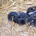 L’atroce destin de ces six chatons doit nous ouvrir les yeux