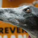 Back to our gathering against the terrible fate of English Greyhounds