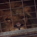 Help Elyo, a circus lion covered in wounds
