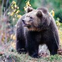 Consultation publique : dites non à l’effarouchement des ours bruns dans les Pyrénées !