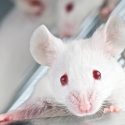 Tens of thousands of mice are still being killed for botox! One Voice is demanding a ban on animal testing.