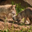 Les loups vont mieux? Tuons-les donc!