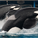 Tilikum has gone home