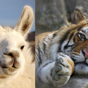 Tiger or llama? We make an appeal after the death of an animal in a circus