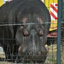 Justice comes to the rescue of the Muller Circus against Jumbo and us