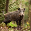 The Ministry of Ecology authorizes “silencers” for the hunters, we attack him for abuse of power