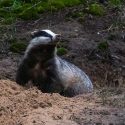 Il n’y aura pas de déterrage des blaireaux dans la Nièvre ce printemps!