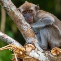 Airline cuts ties with cruel primate trade