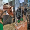 Petting zoo at the European Fair in Strasbourg: open letter to Jeanne Barseghian