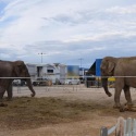 Nelly and Brigit, two other victims of the circus show industry