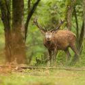 Un cerf solitaire à abattre…